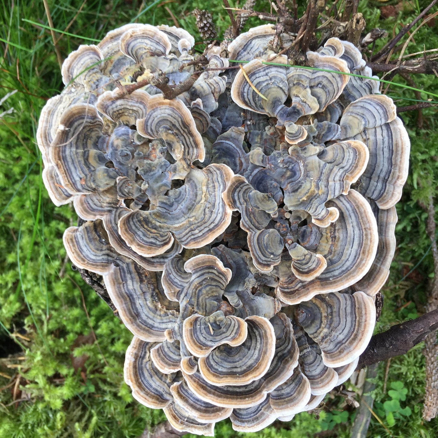 Intermediate Fungi Identification