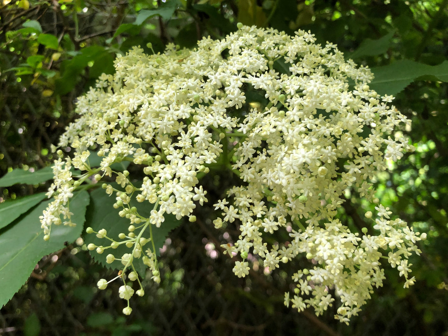 What to Forage in Summer