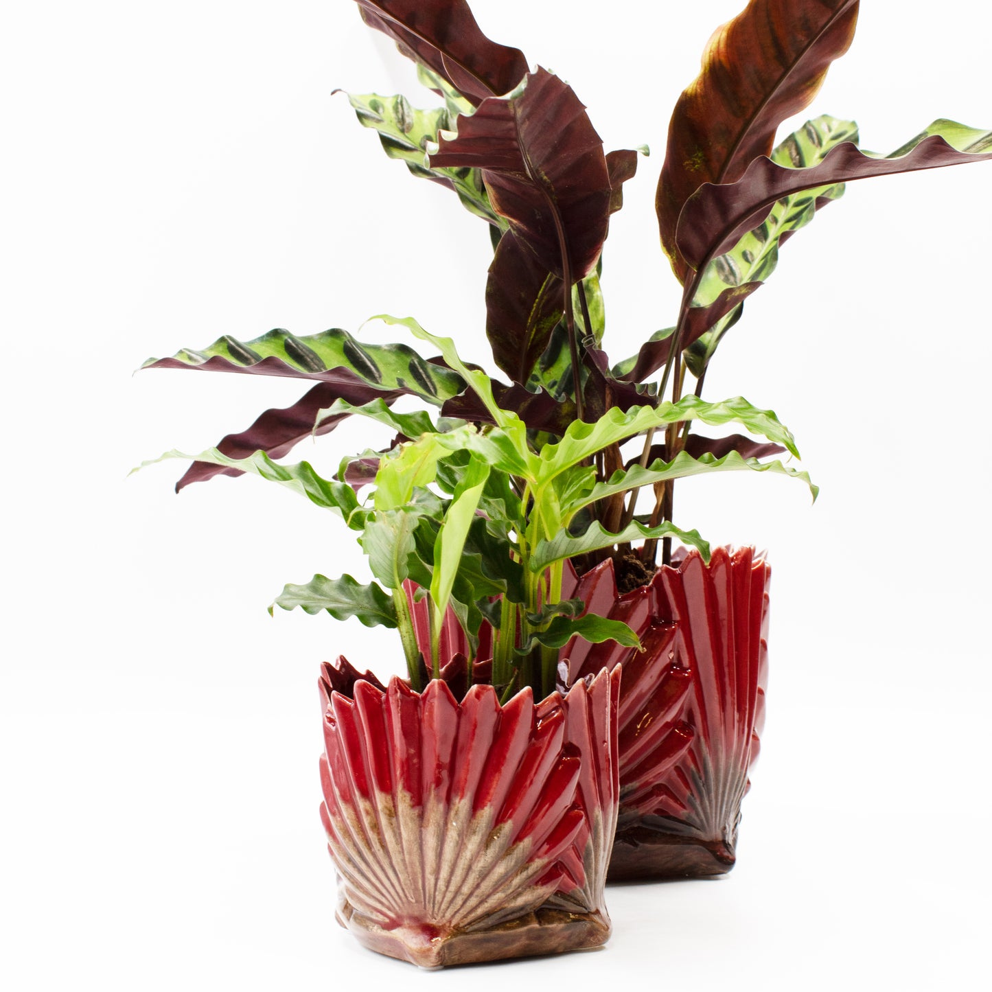 Fan Leaf Pot - Small