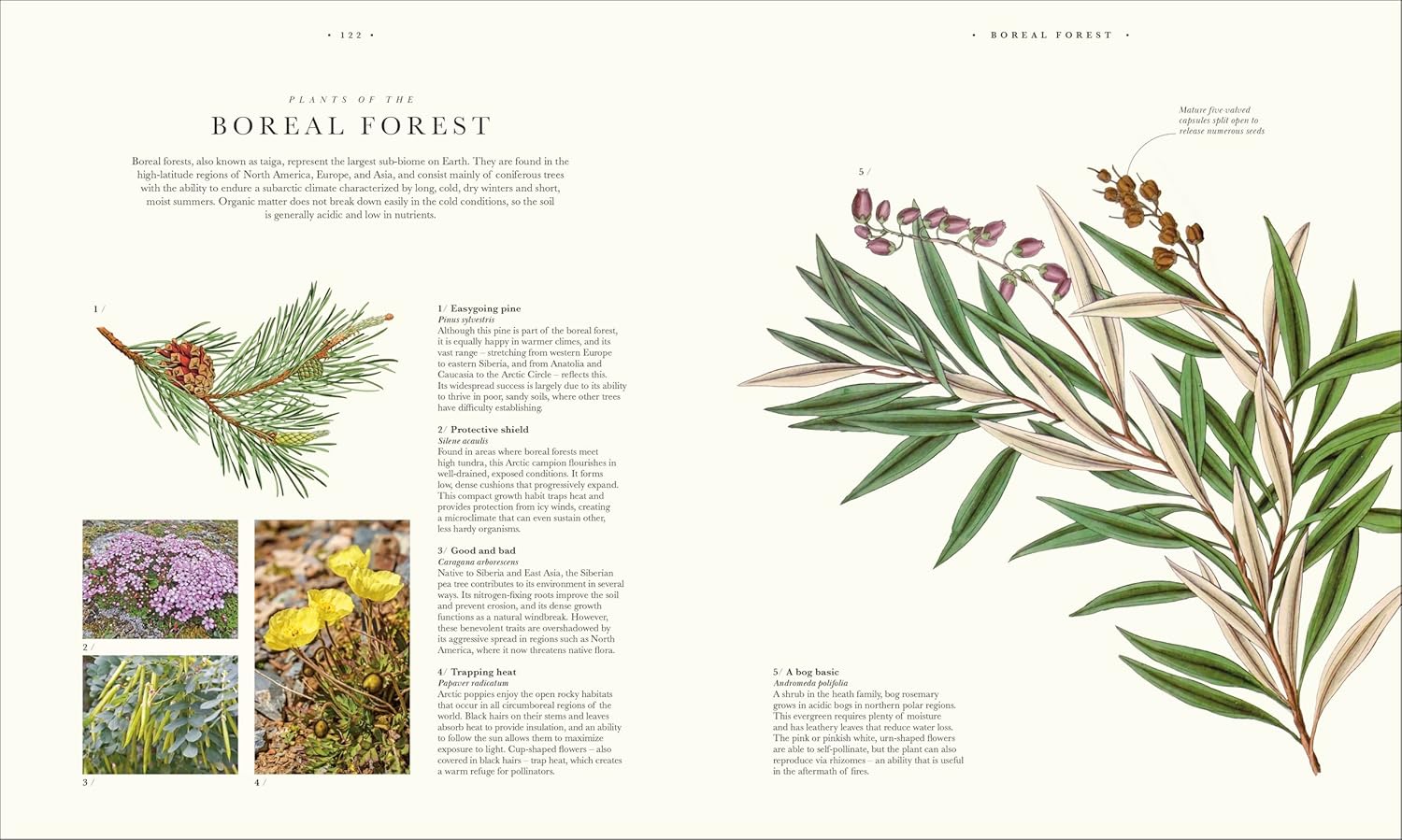 Atlas of Botany: An Exploration of Plants Across Time and Around the World