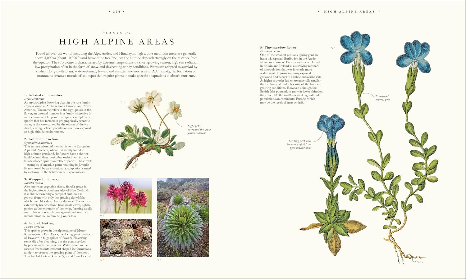 Atlas of Botany: An Exploration of Plants Across Time and Around the World