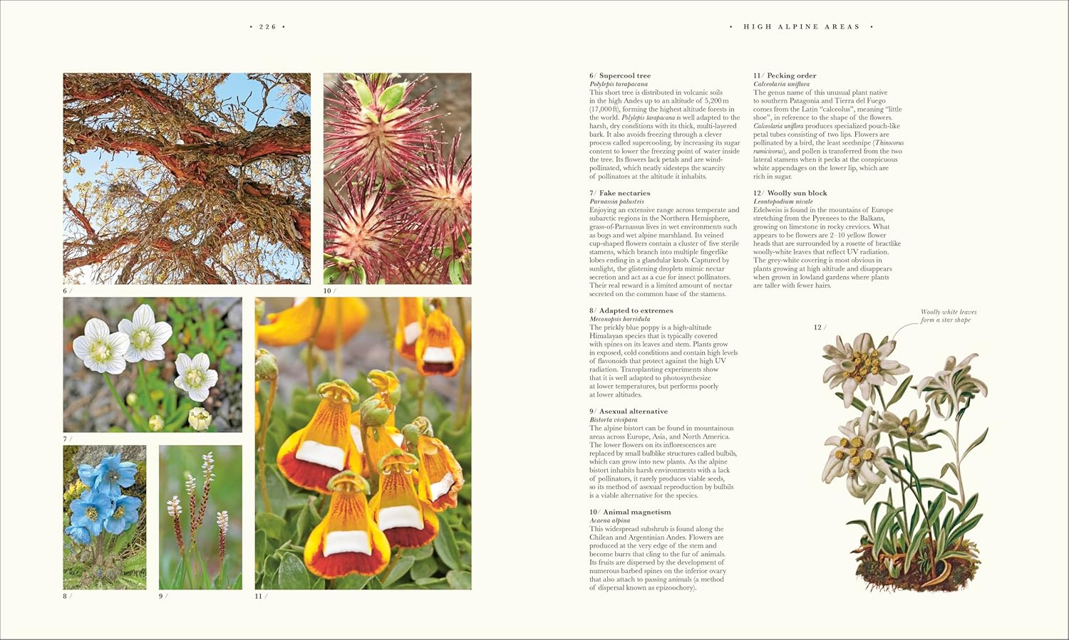 Atlas of Botany: An Exploration of Plants Across Time and Around