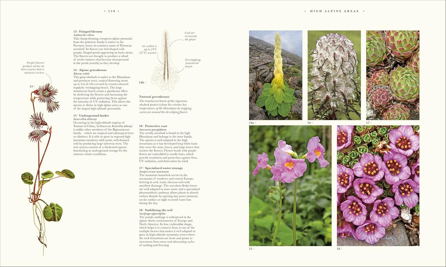Atlas of Botany: An Exploration of Plants Across Time and Around the World
