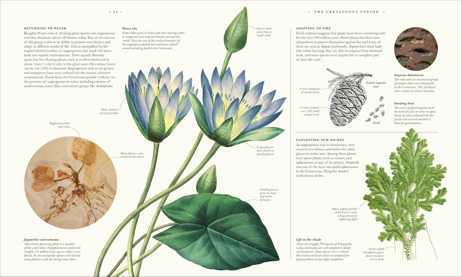 Atlas of Botany: An Exploration of Plants Across Time and Around the World