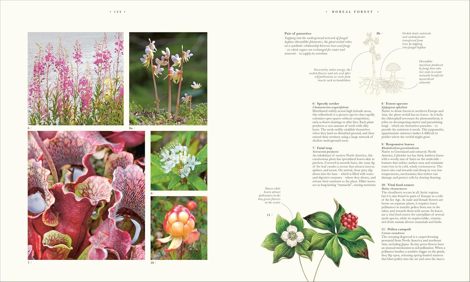 Atlas of Botany: An Exploration of Plants Across Time and Around the World