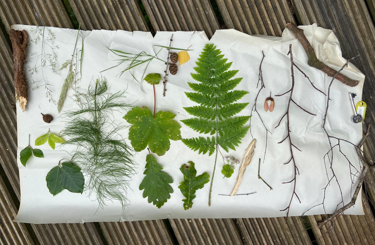 Drawing in Nature – A Children’s Workshop