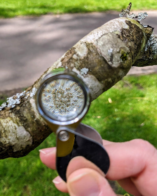 Lichen Identification for Beginners