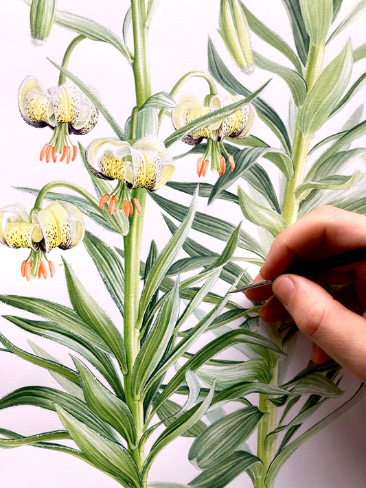 Lilies in Watercolour