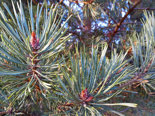 Medicine From Trees