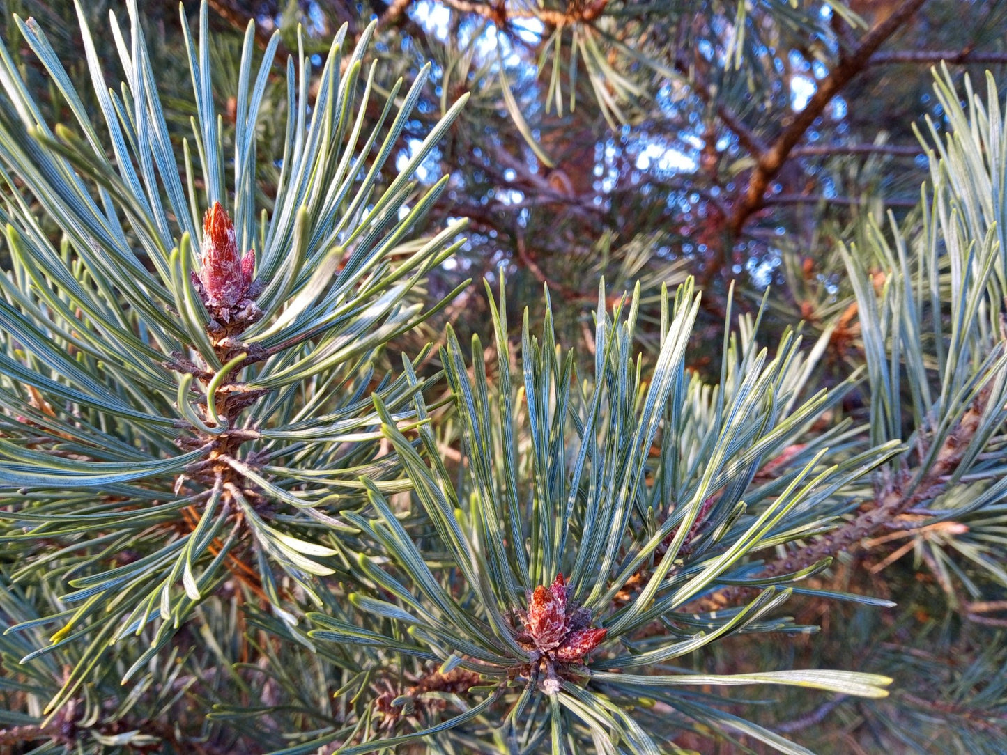 Medicine From Trees