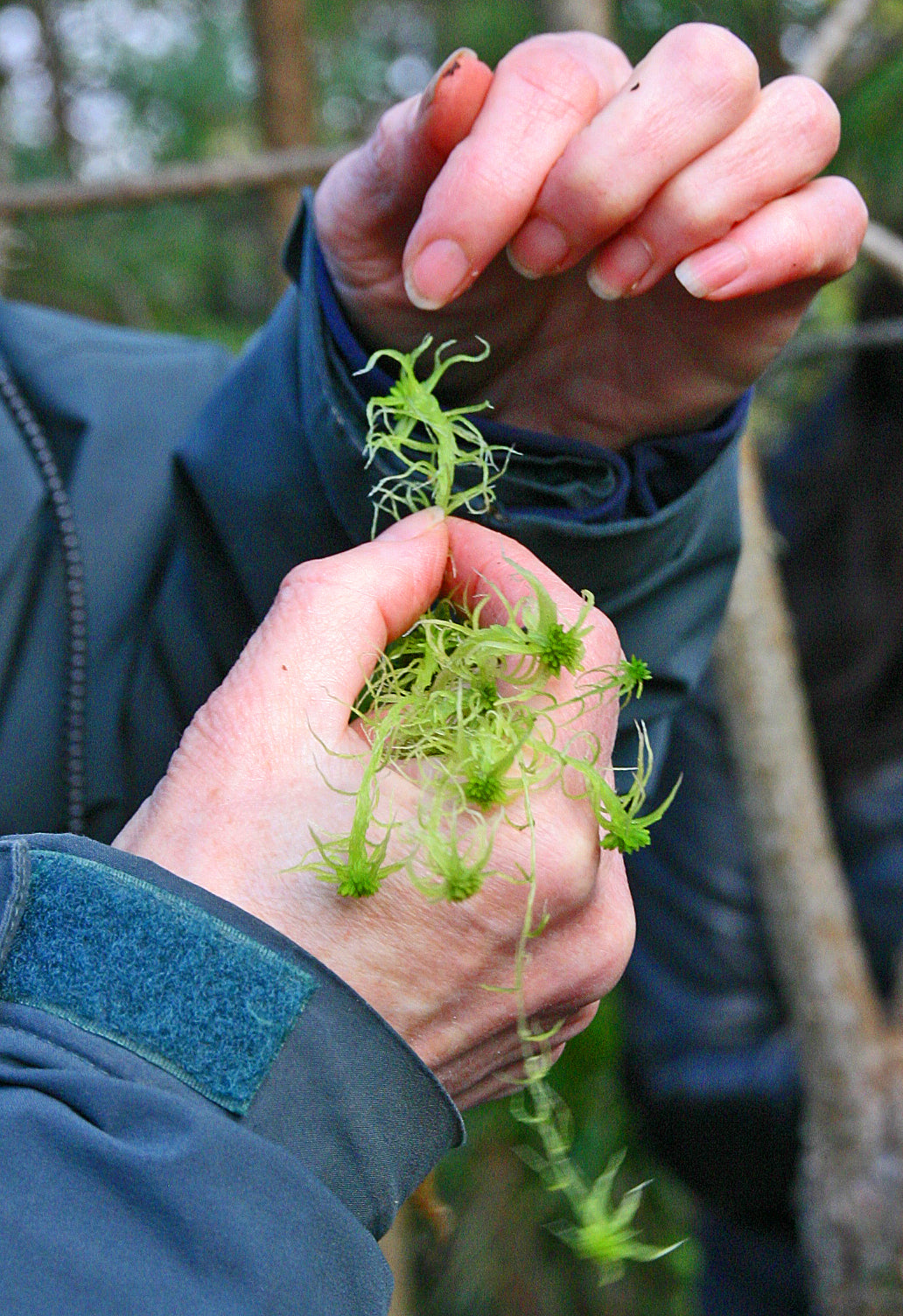 Moss Identification for Beginners