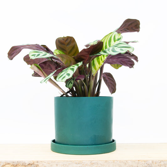 Ocean Plastic Plant Pot & Saucer - Green