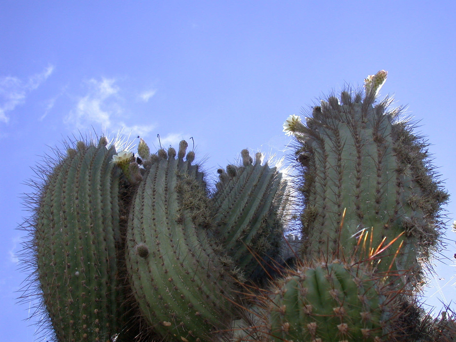 Around the World in Eight Plants