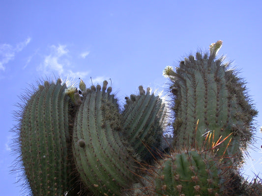 Around the World in Eight Plants
