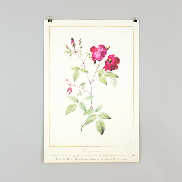 Redouté's Roses by Pierre Joseph Redouté – The Botanics Shop at Royal ...