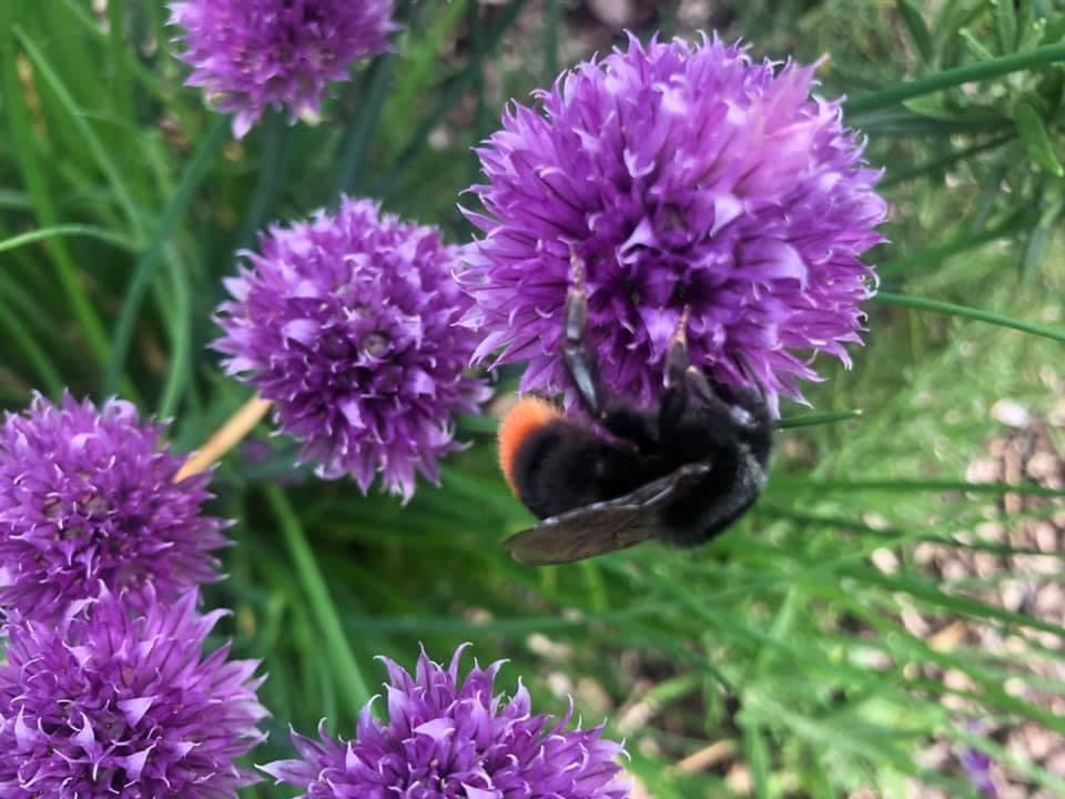 Plants and Pollinators