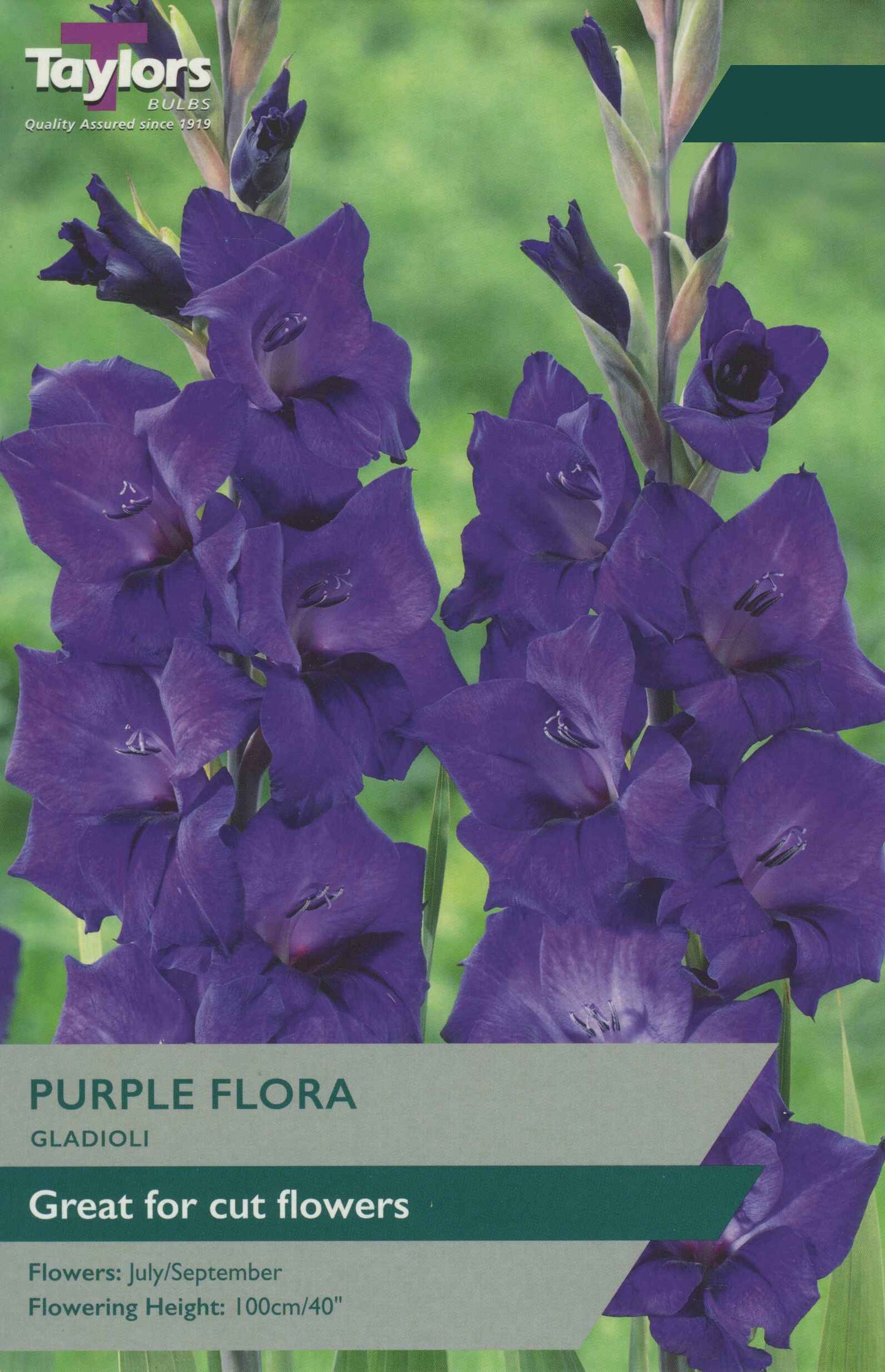 Gladioli Bulbs - Purple Flora