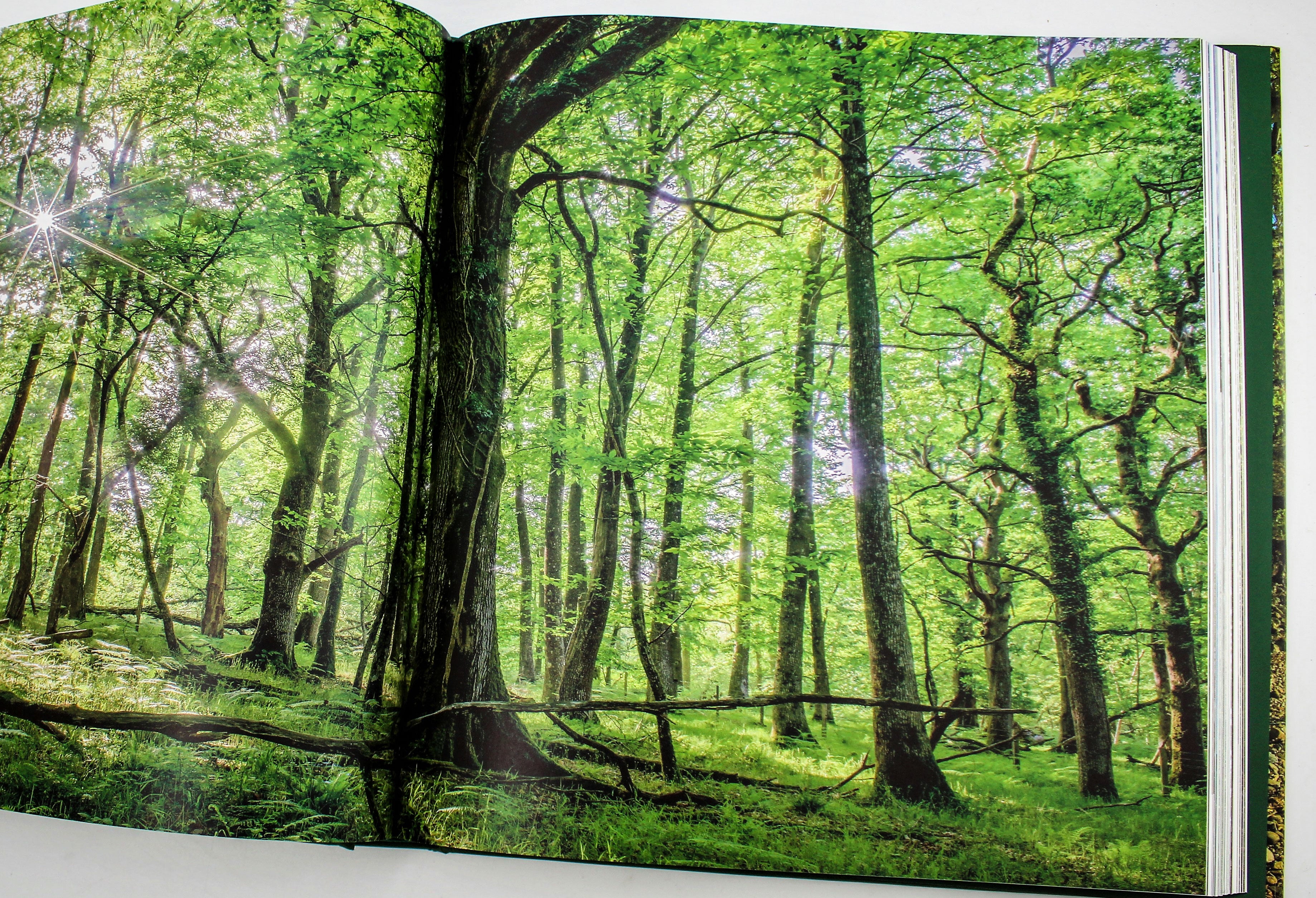The Queen's Green Canopy