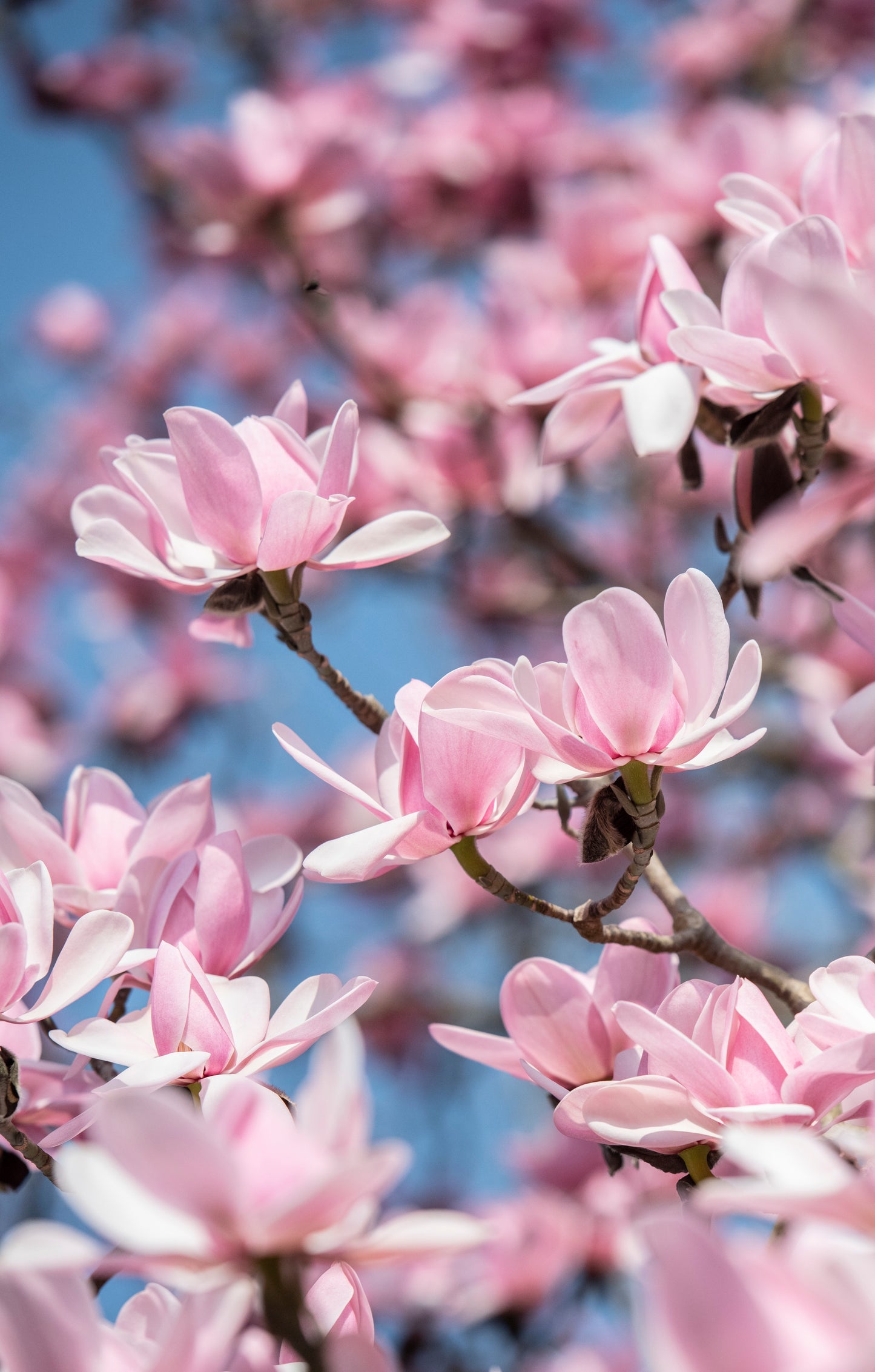 Paper Flowers: Magnolias