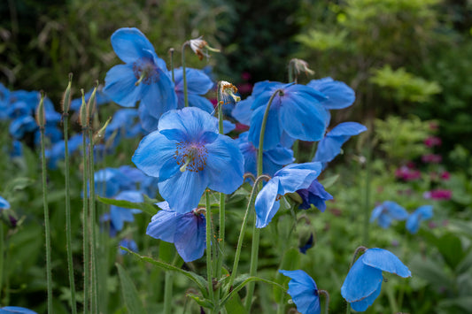 Meconopsis – The Himalayan poppies
