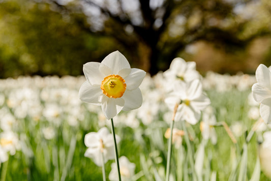 Mindfulness in the Garden