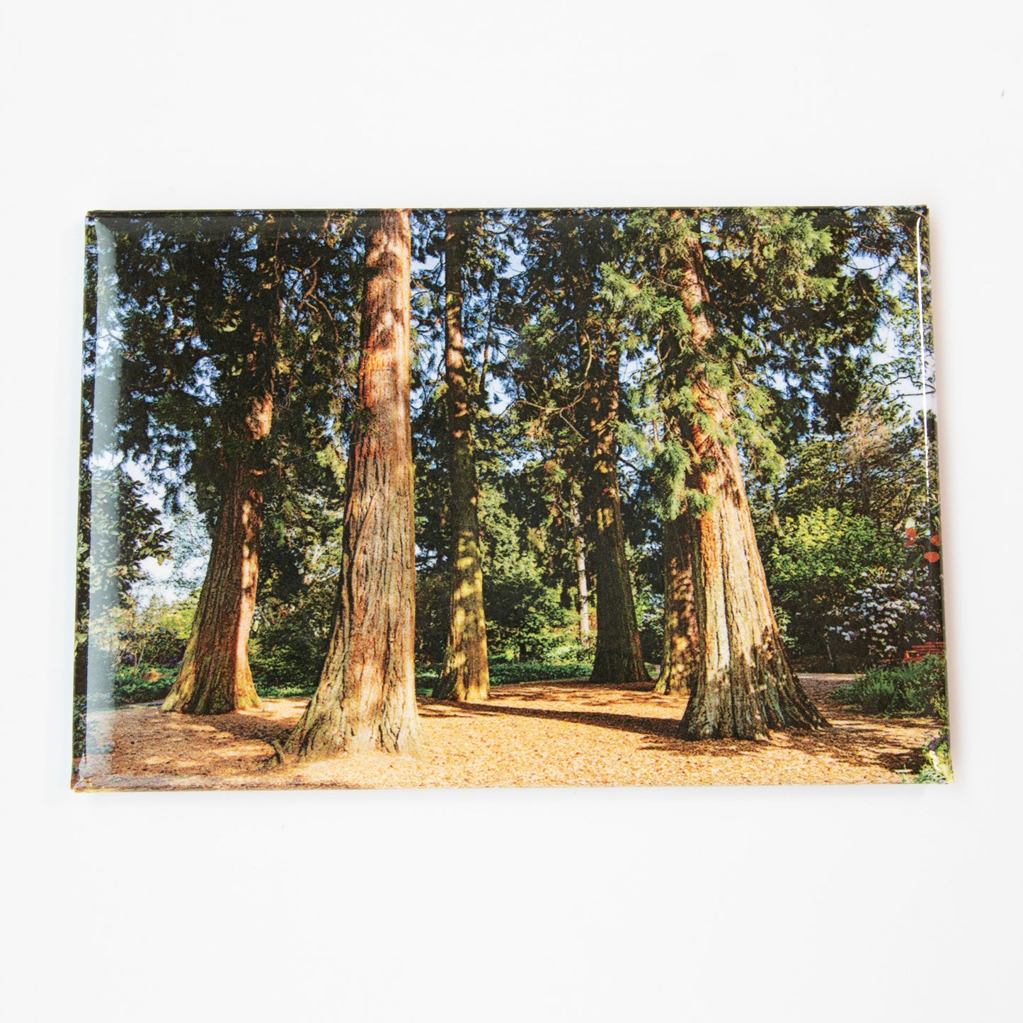 Redwoods Magnet