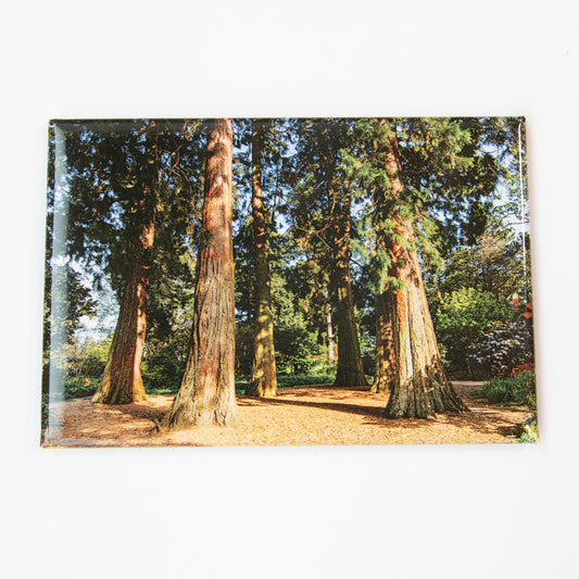 Redwoods Magnet
