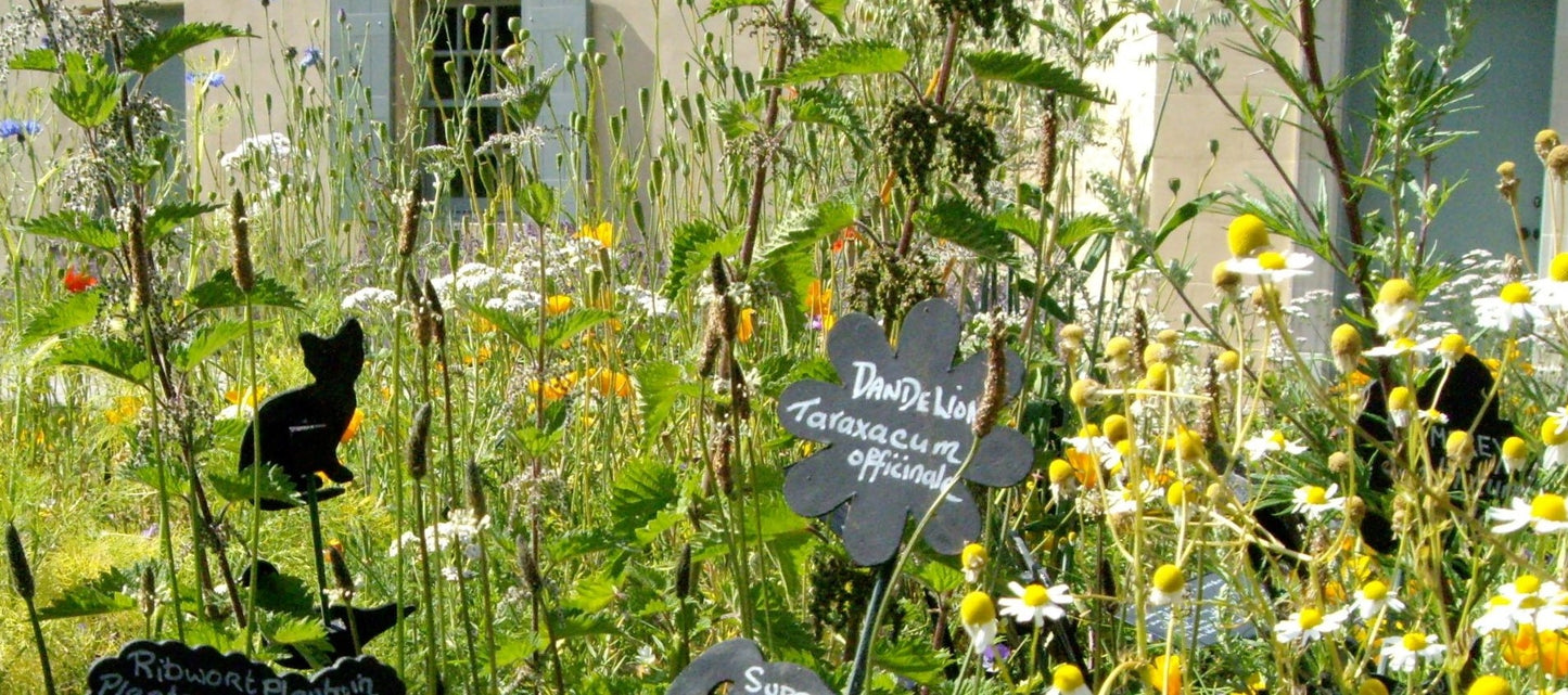 Remedies from the Physic Garden