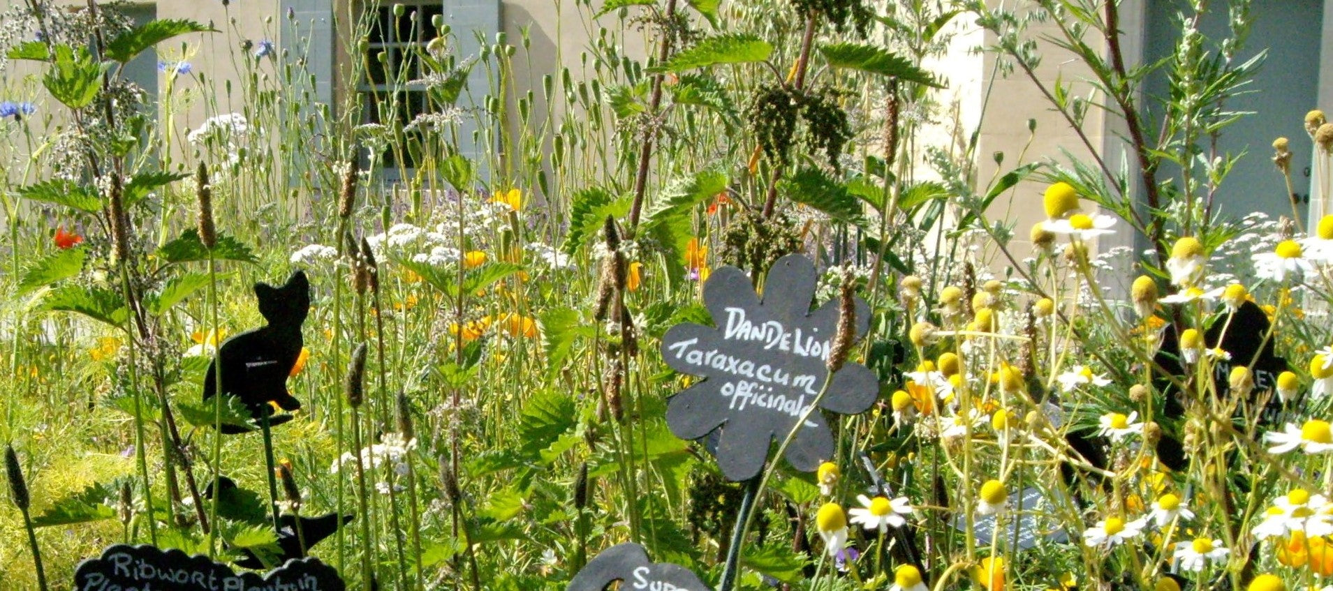 Remedies from the Physic Garden