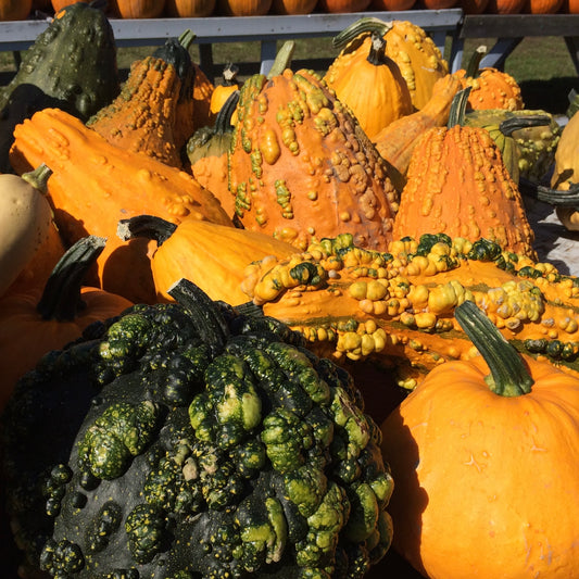 Studies in Charcoal: Seasonal Squashes