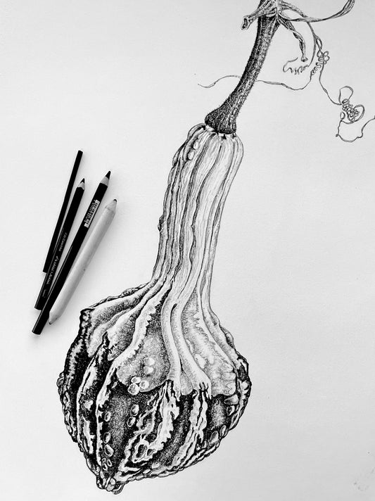 Studies in Charcoal: Seasonal Squashes