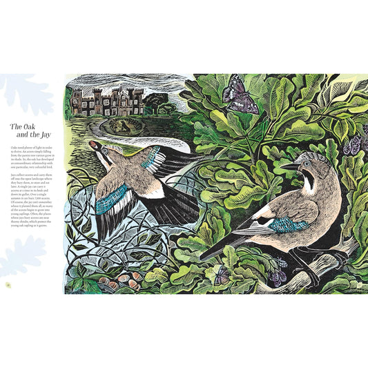 Wilding: How to Bring Wildlife Back (Illustrated)