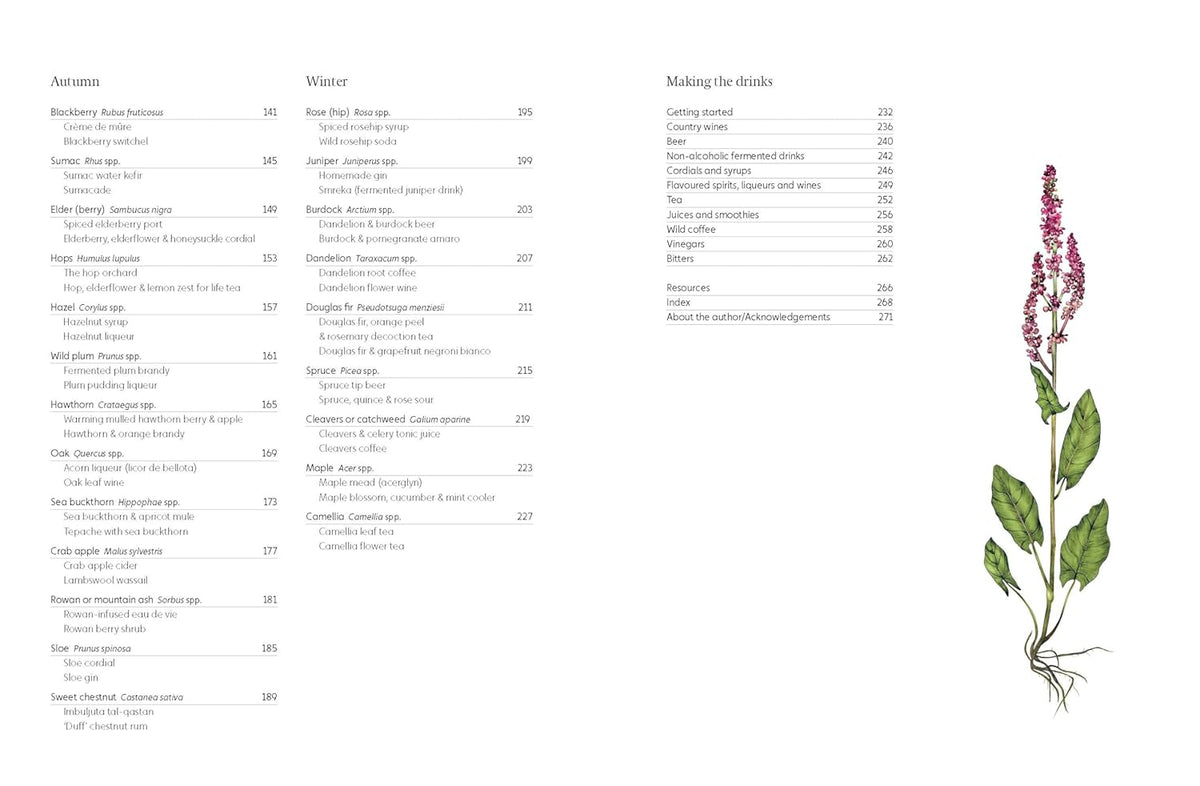 Forager's Guide to Wild Drinks