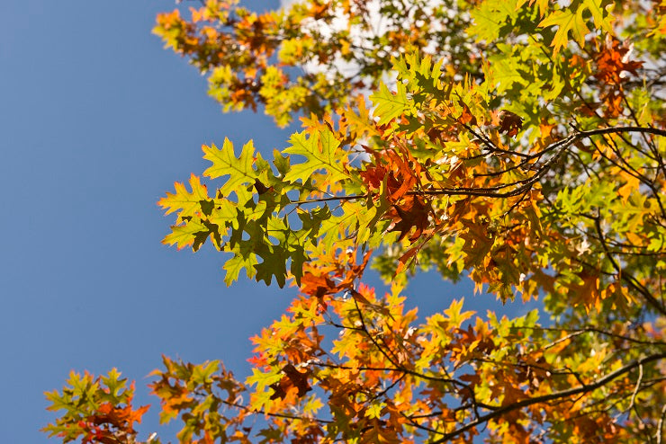 Your Garden in Autumn