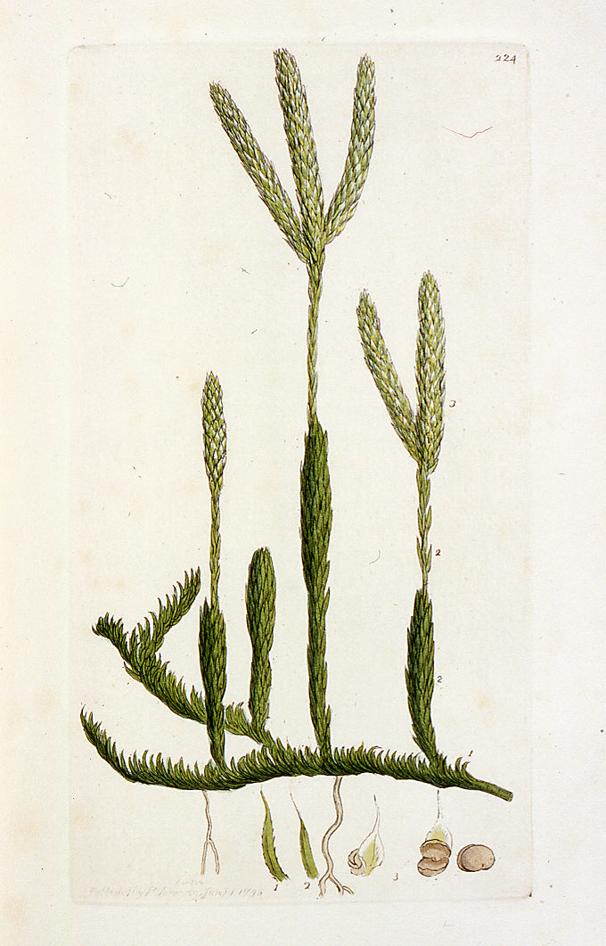 Fossil Plants