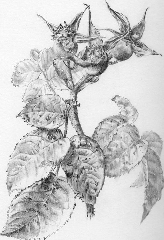 Introduction to Botanical Drawing (4 week course)