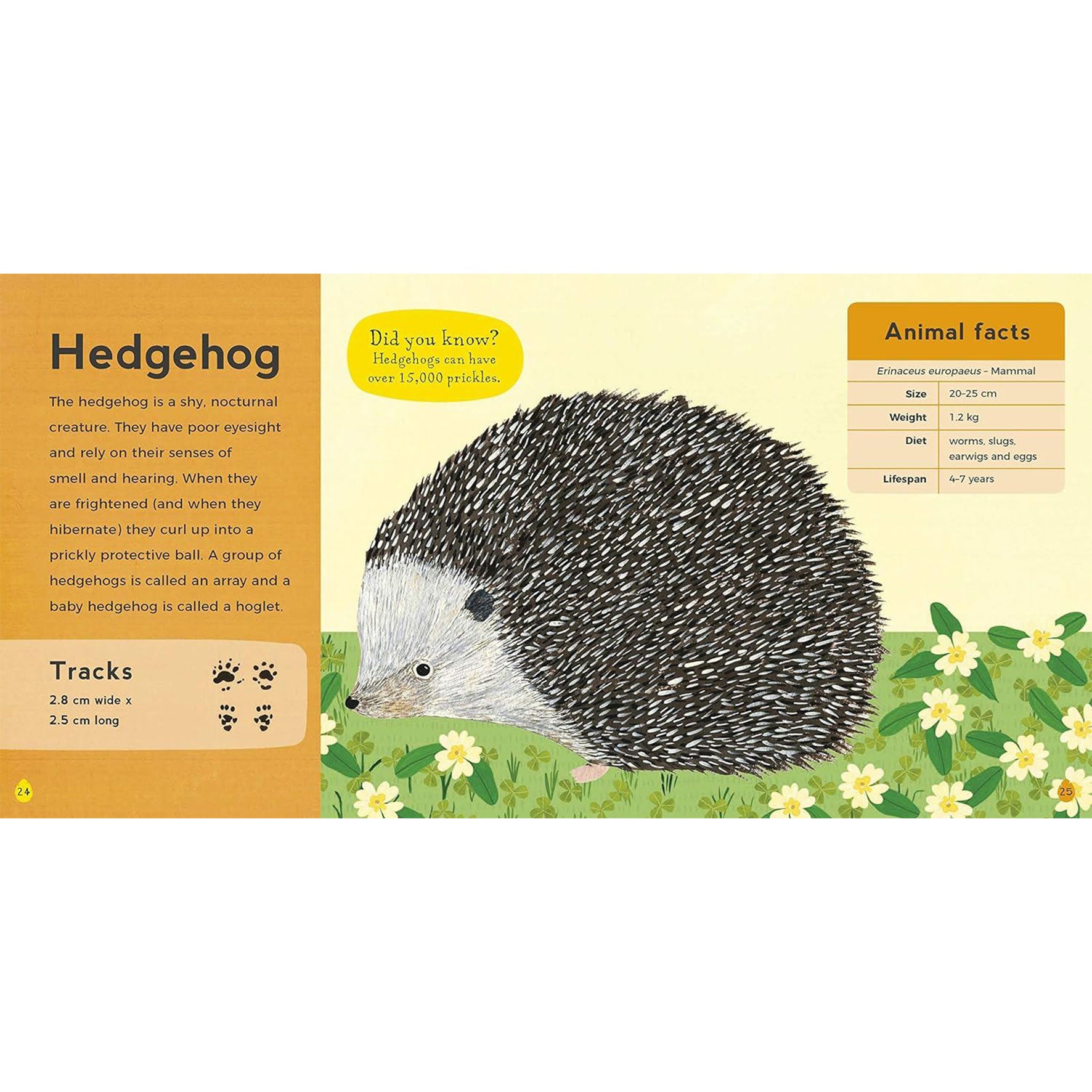My First Book of Woodland Animals