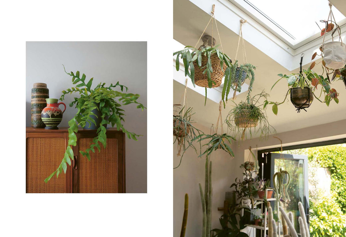 Plant Rescuer
