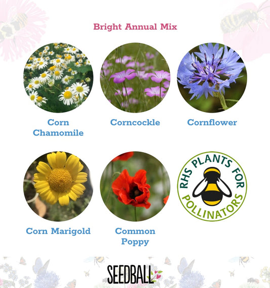 Scatter Box Wildflower Seed Balls - Bright Annuals