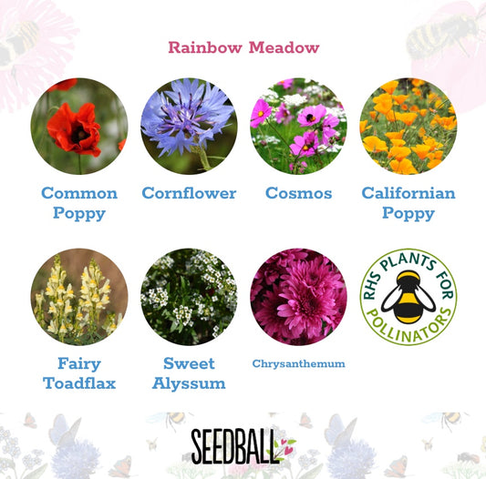 Scatter Box Wildflower Seed Balls - Rainbow Meadow
