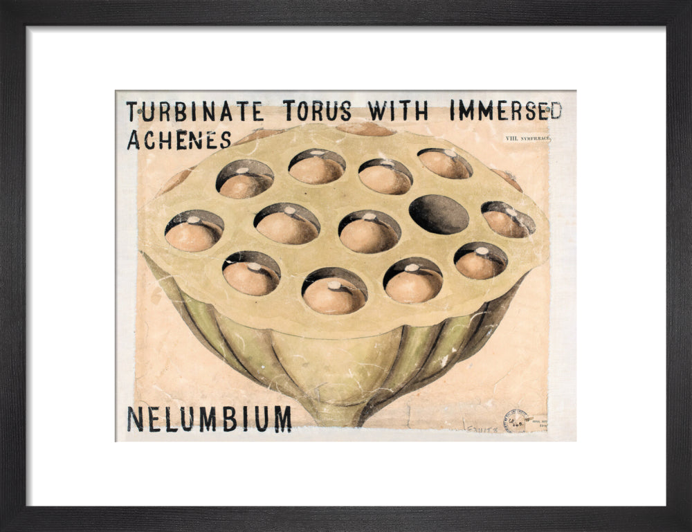 Nelumbium from John Hutton Balfour Teaching Diagram Collection