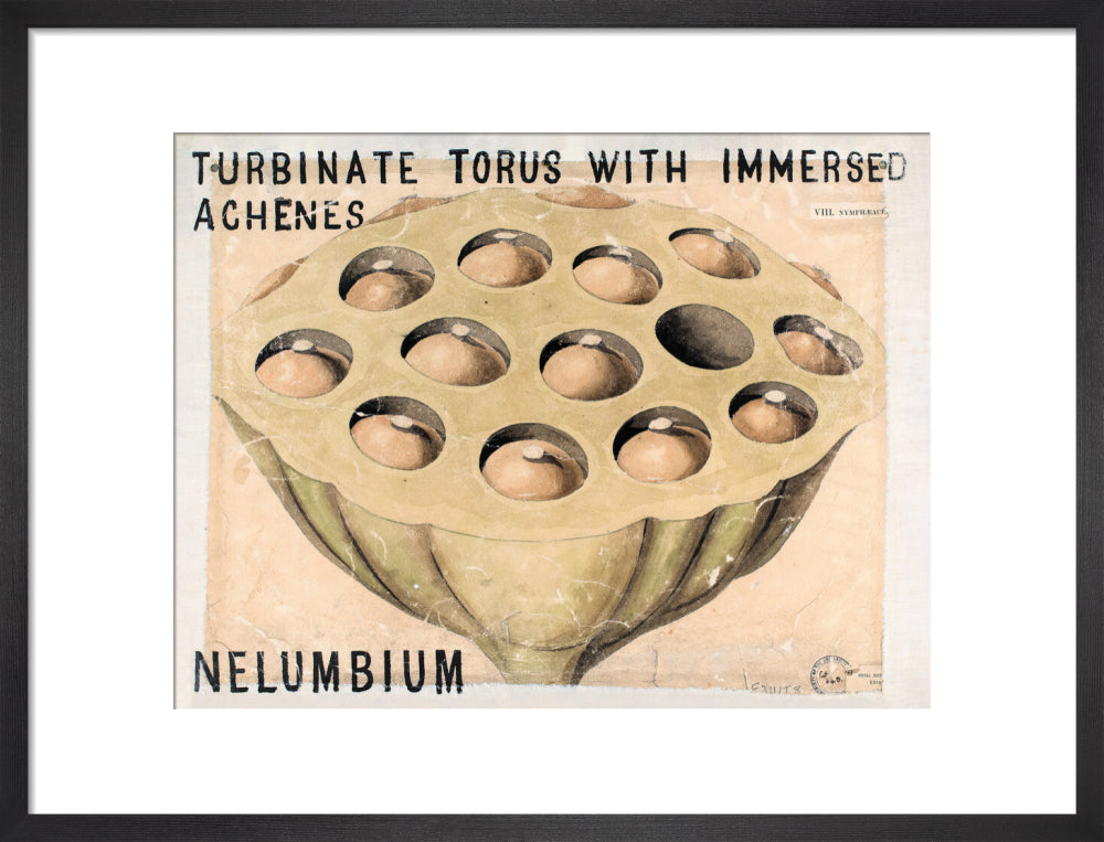 Nelumbium from John Hutton Balfour Teaching Diagram Collection