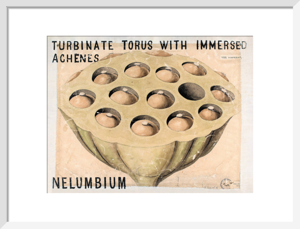 Nelumbium from John Hutton Balfour Teaching Diagram Collection
