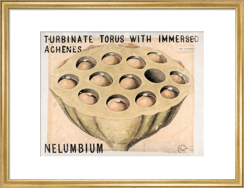 Nelumbium from John Hutton Balfour Teaching Diagram Collection