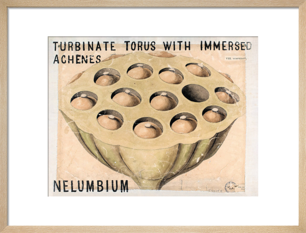 Nelumbium from John Hutton Balfour Teaching Diagram Collection