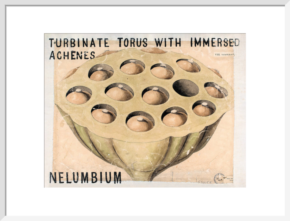 Nelumbium from John Hutton Balfour Teaching Diagram Collection