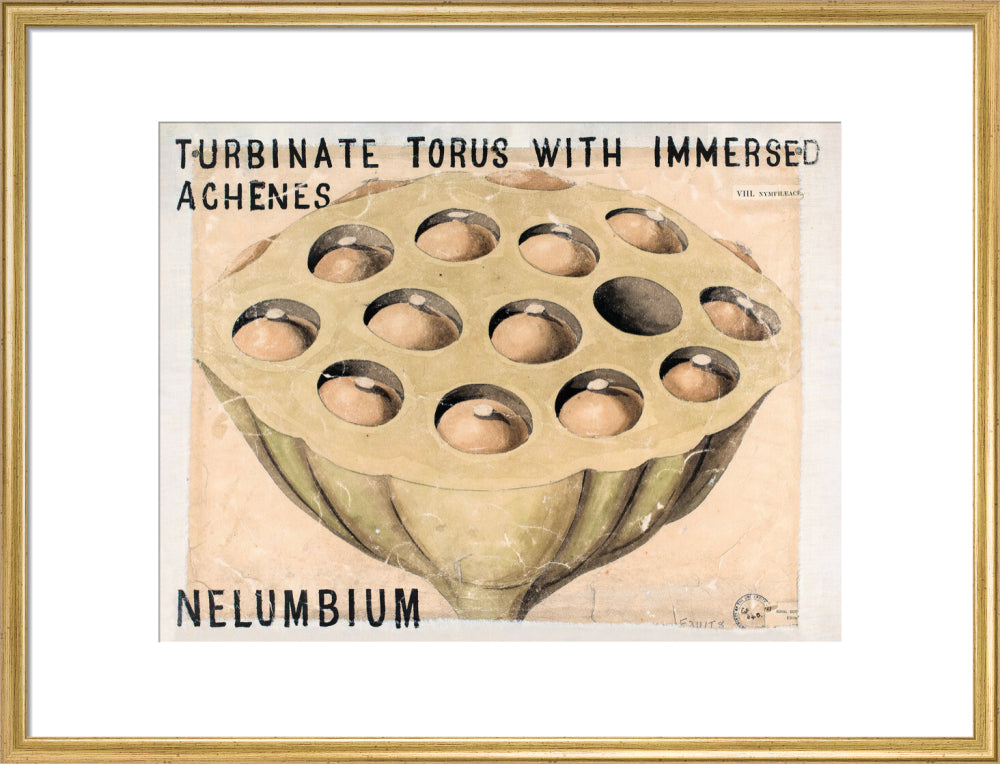 Nelumbium from John Hutton Balfour Teaching Diagram Collection