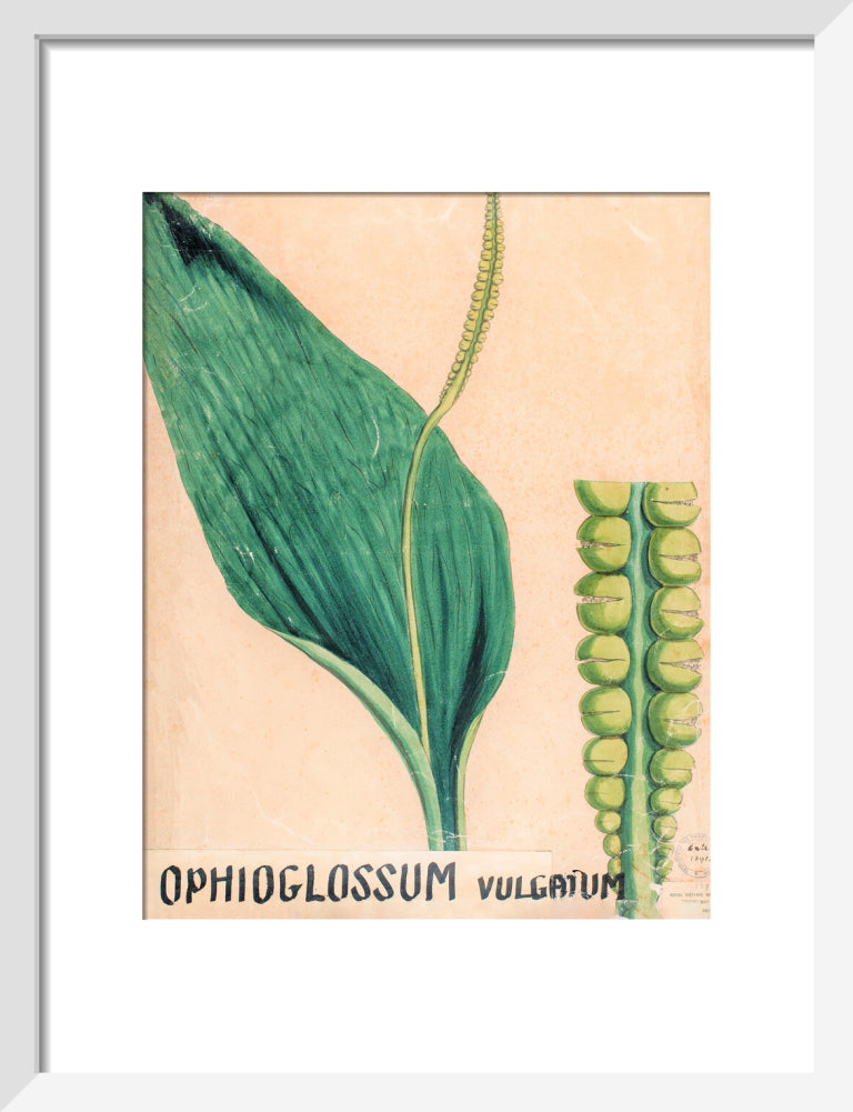 Ophioglossum Vulgatum from John Hutton Balfour Teaching Diagram Collection