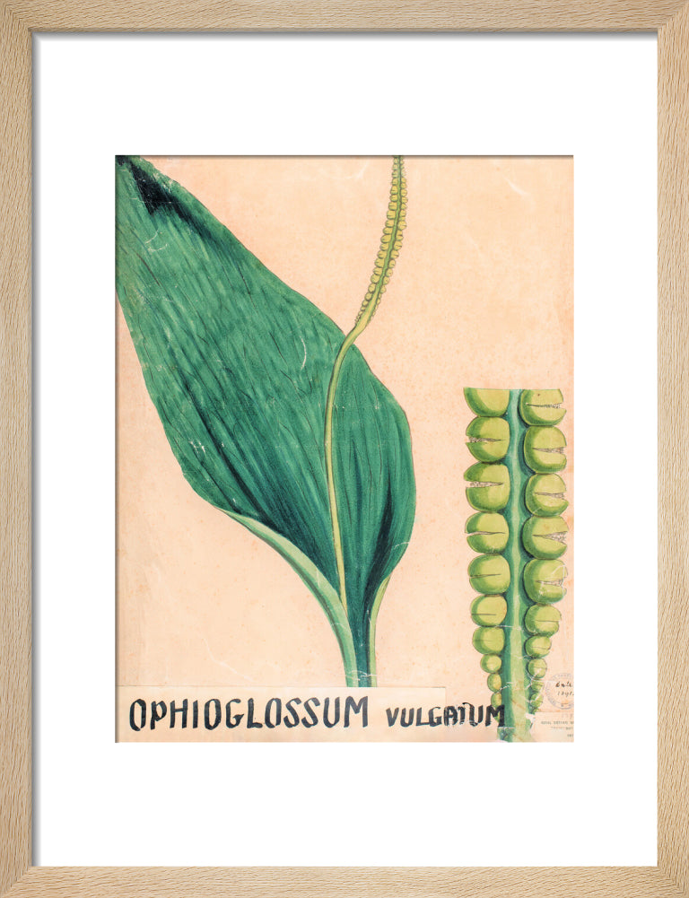 Ophioglossum Vulgatum from John Hutton Balfour Teaching Diagram Collection
