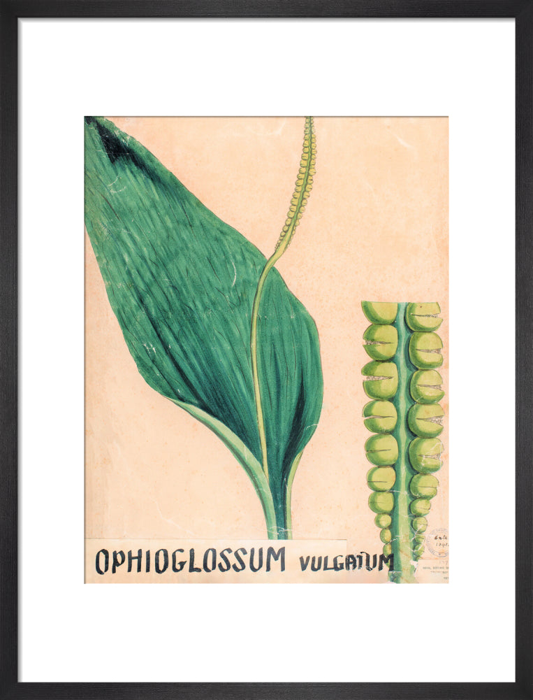 Ophioglossum Vulgatum from John Hutton Balfour Teaching Diagram Collection